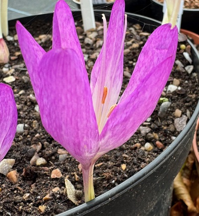 Colchicum Glory of Heemstede